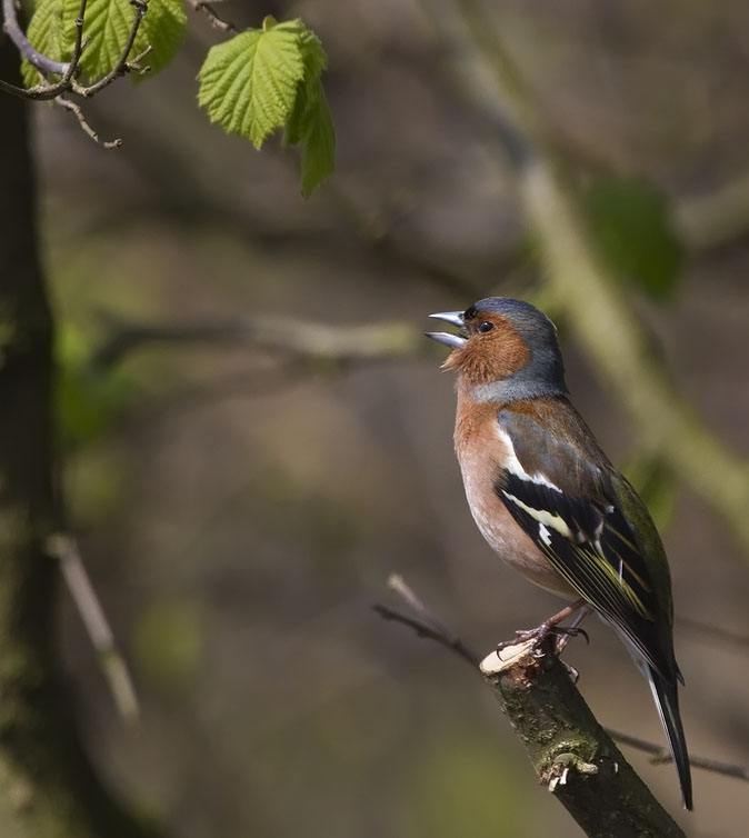 Foto van de Vink